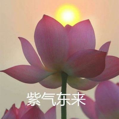 仙侠江湖情官方